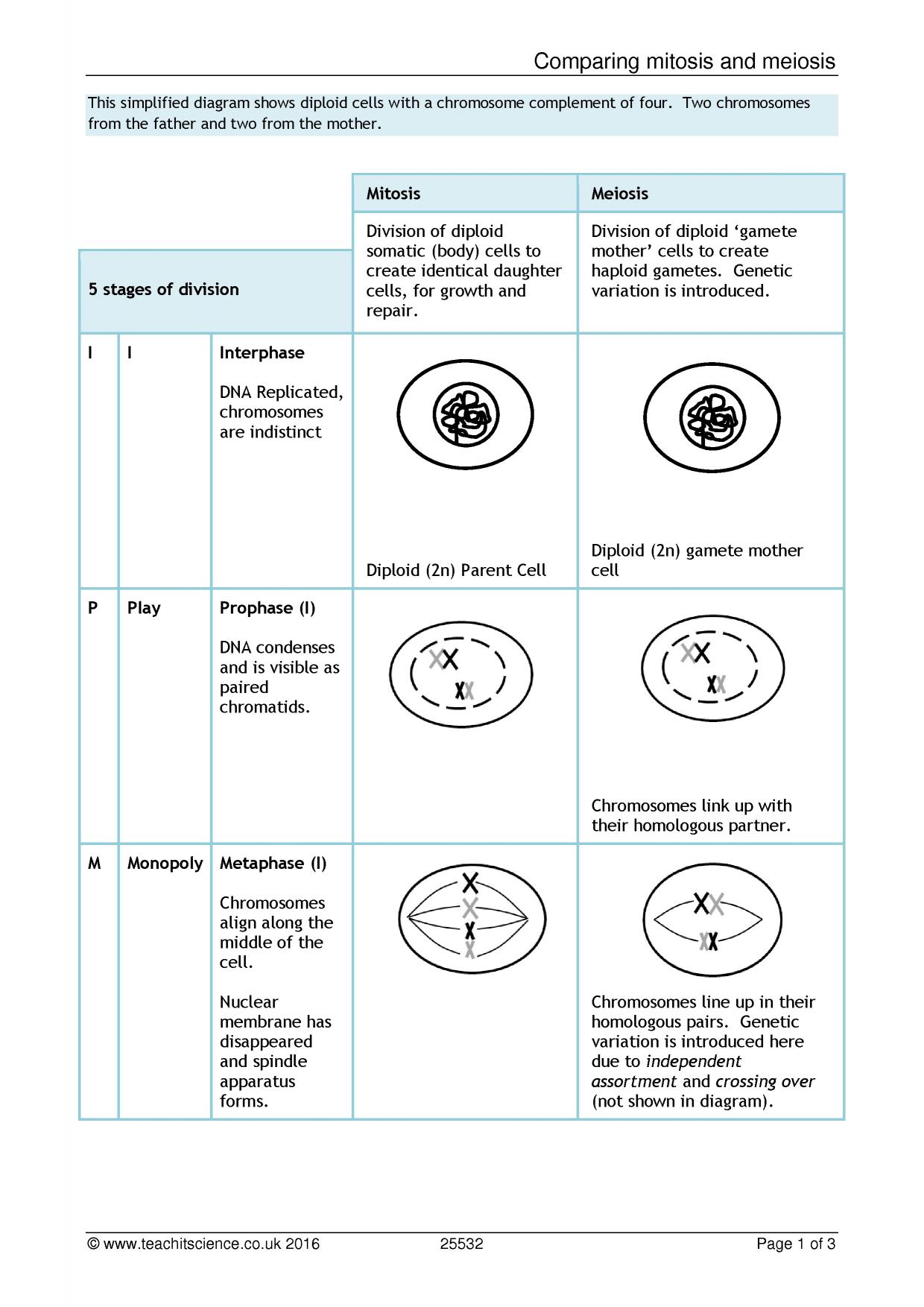 Mitosis and meiosis word search pdf